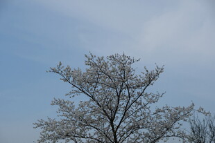 蓝天映衬下的繁花满树