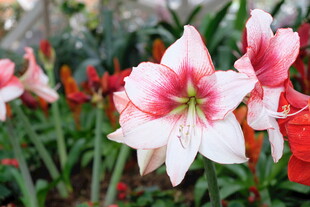 娇艳朱顶红绽放于绿野