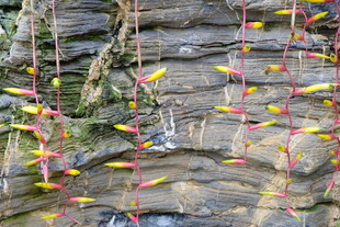 彩色鞭炮挂于古朴石墙