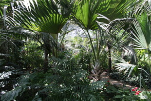 热带繁茂绿植景观