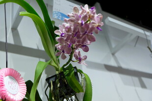 优雅紫兰绽放于室内