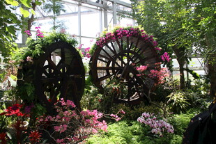 花园中的精美花卉装饰