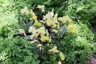 绿叶丛中的多彩花朵