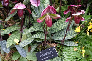 珍稀兜兰植物展示