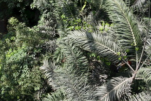 茂密绿植中的羽状叶片