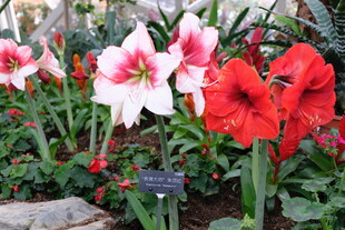 艳丽朱顶红绽放花园