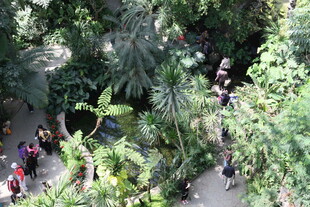 热带雨林中的游客漫步