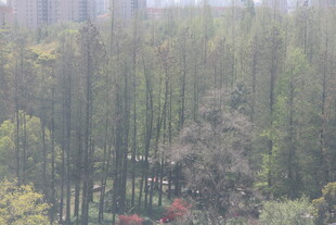 茂密树林景观