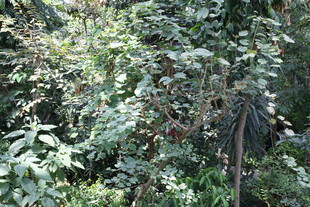 茂密丛林中的繁茂绿植