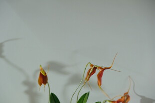 橙红色兰花特写