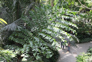 繁茂绿植环绕的幽静小径