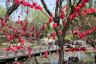 春日湖畔盛开的艳丽繁花