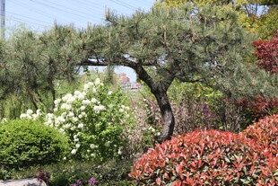 日式庭院景观中的多彩植物