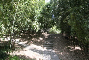 林间幽静小道