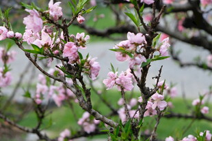 枝头绽放的粉嫩桃花