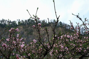 山间绽放的烂漫桃花