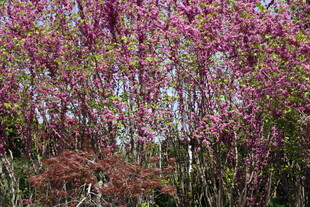 繁花盛开的绚烂树木景观