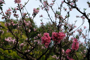 枝头绽放的娇艳粉色花朵