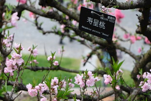 盛开桃花旁的植物标识牌