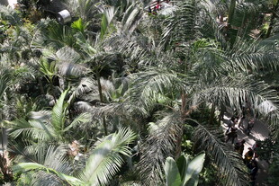 茂密的棕榈植物景观