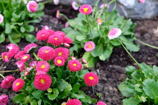 娇艳花丛绽放生机