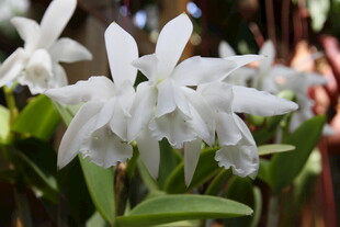 优雅白色石斛兰绽放