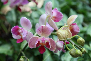 娇艳多彩蝴蝶兰绽放