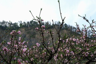 山间绽放的粉嫩桃花