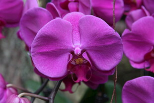 娇艳紫色蝴蝶兰绽放