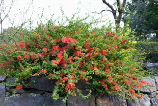 石边盛开的艳丽红灌木丛