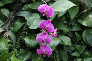 紫色兰花绽放绿叶间