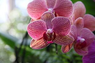 娇艳粉色蝴蝶兰绽放