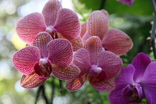 娇艳多彩蝴蝶兰绽放