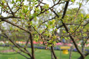 春日枝头新绿初绽