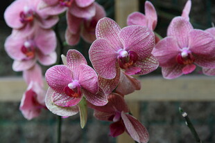 粉色蝴蝶兰绽放美丽