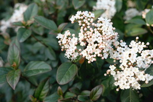 白色小花簇拥的绿植景观