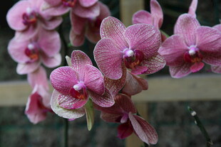 娇艳粉色蝴蝶兰绽放