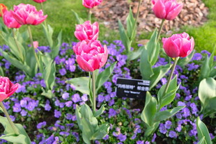 多彩郁金香与紫色小花