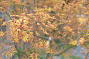 秋日金黄树叶景致