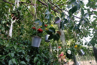 树上悬挂的多彩花盆