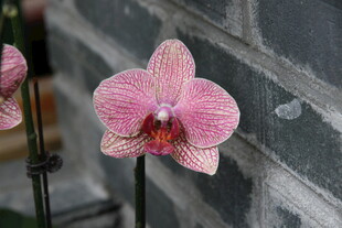 娇艳粉色蝴蝶兰特写