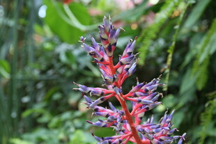 艳丽多彩的奇特花卉