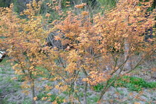 秋日斑斓树叶景观