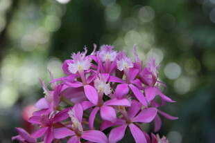 娇艳粉色花朵特写