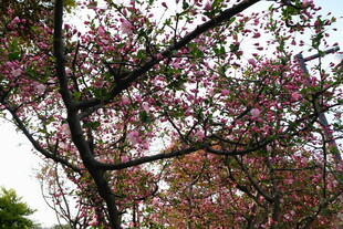 盛开的繁花树枝