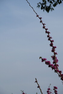 枝头绽放的娇艳红梅