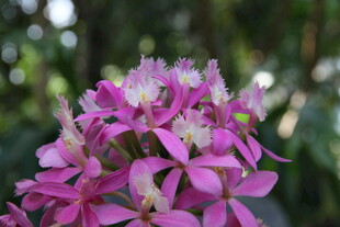 娇艳粉色兰花绽放