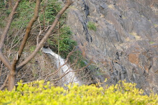 山间瀑布旁的烂漫黄花