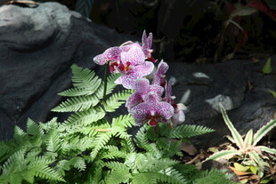 娇艳兰花与绿植相伴