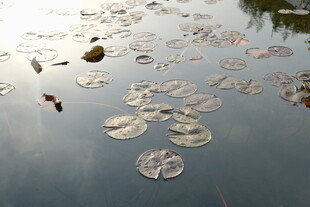 水面漂浮的荷叶与杂物